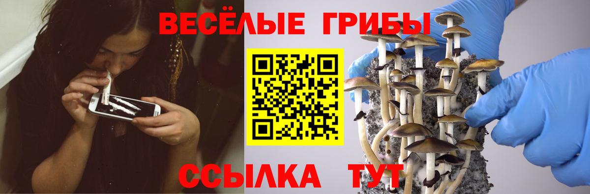 Псилоцибиновые грибы Psilocybe Самара